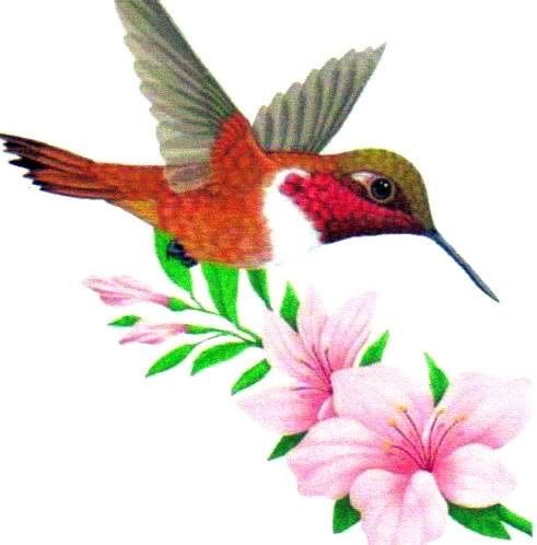 hummingbirdpic.jpg Hummingbird Pic image by ora4uk