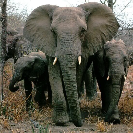 Afwld-African-Elephants-Mom-Nbabies.jpg