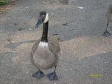 duck3.jpg its a duck image by princesa_o7