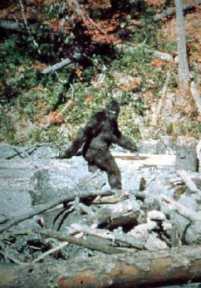 Wallpapers Desktop on Bigfoot Wallpaper Big Foot Pictures Pics Wallpapers