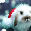 Christmas Bunny