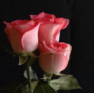 rosas1.jpg picture by Idalina-tome