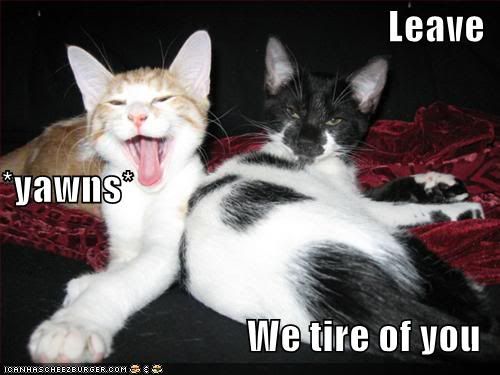 yawncats.jpg