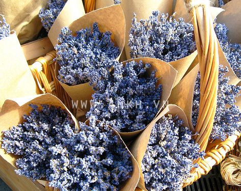 Bán sĩ hoa khô Oải Hương - Lavender  , hoa lúa mạch giá rẽ nhất Việt Nam - 11