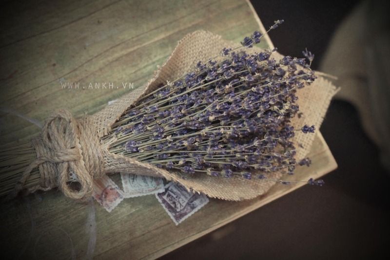 Bán sĩ hoa khô Oải Hương - Lavender  , hoa lúa mạch giá rẽ nhất Việt Nam - 9