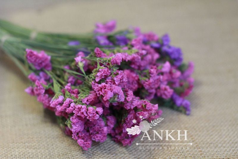 Bán sĩ hoa khô Oải Hương - Lavender  , hoa lúa mạch giá rẽ nhất Việt Nam - 22