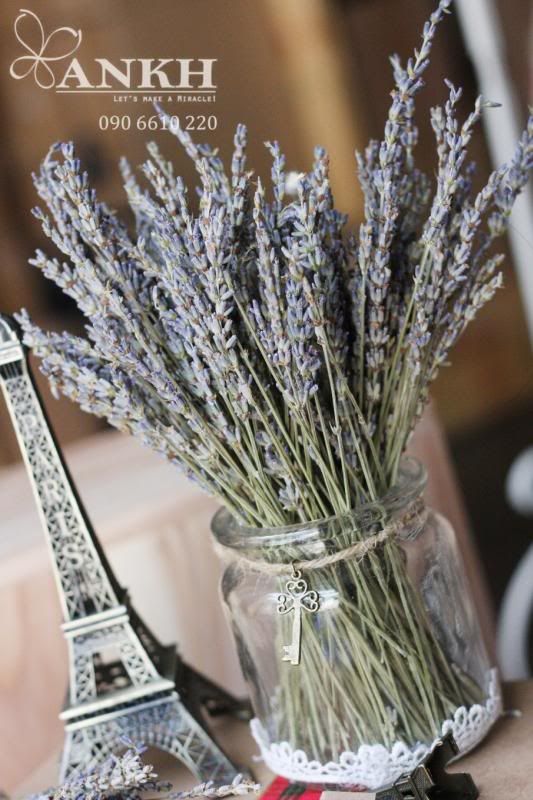 phân phối sỉ - lẻ Hoa lavender khô - hoa oải hương khô