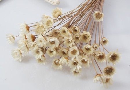 Bán sĩ hoa khô Oải Hương - Lavender  , hoa lúa mạch giá rẽ nhất Việt Nam - 29