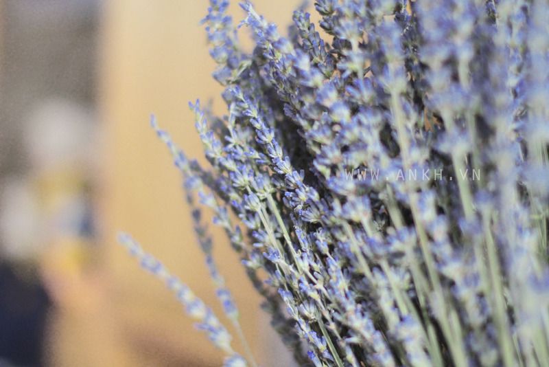 Bán sĩ hoa khô Oải Hương - Lavender  , hoa lúa mạch giá rẽ nhất Việt Nam - 17