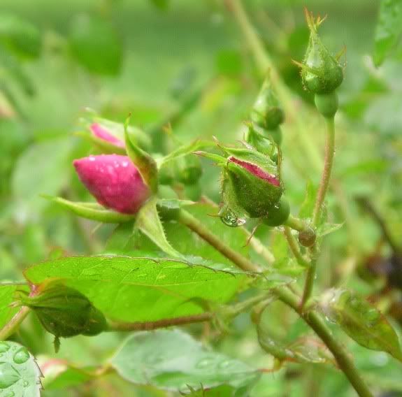 Epsom Salts for Roses Worms and Flowers