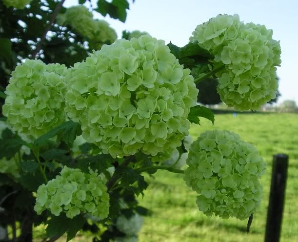 European Cranberry Viburnum