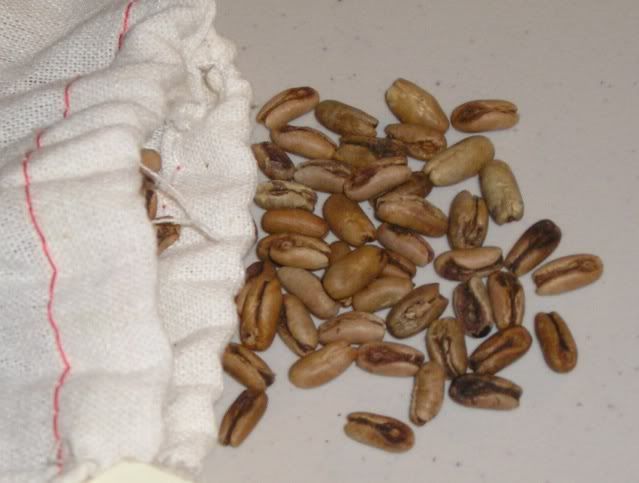 Plants have date-like fruits date palm seeds. Plants have date-like fruits