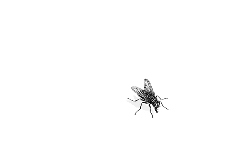 [Imagen: mosca.gif]