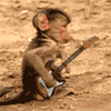 Monkey_Guitarist.gif
