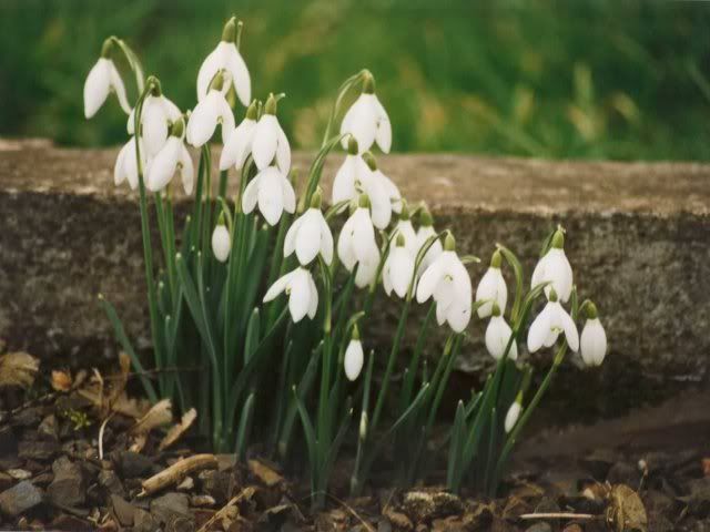 http://i232.photobucket.com/albums/ee236/shadowma1771/Album_001/Snowdrops.jpg