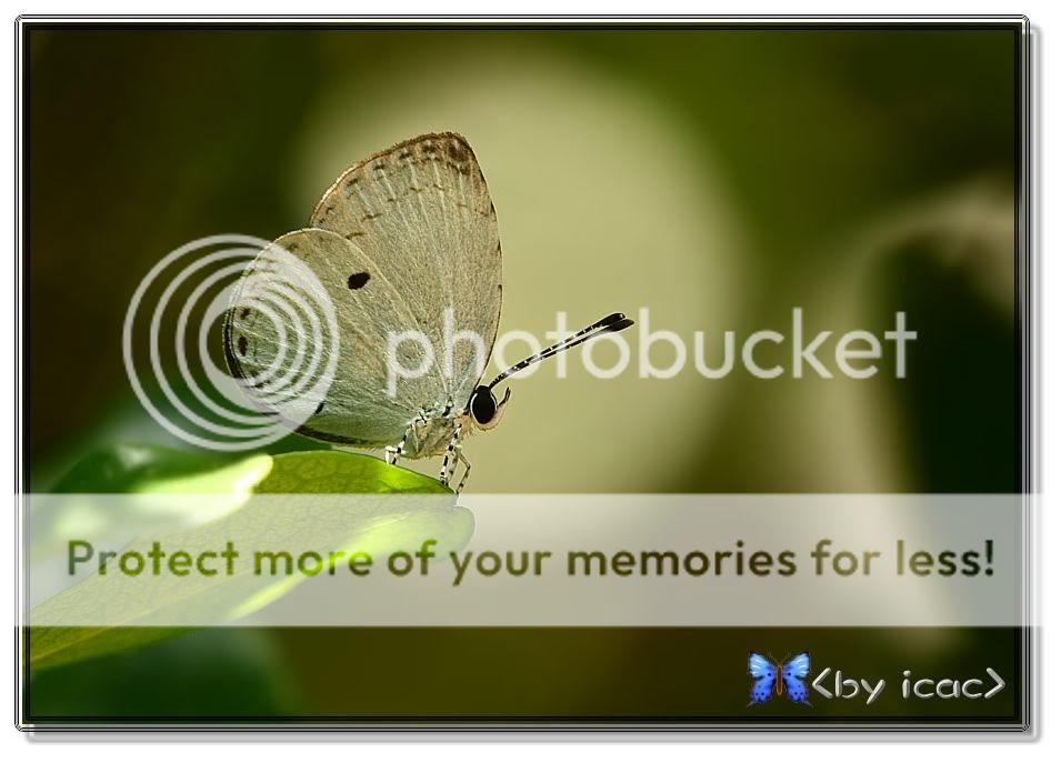 有一些灰蝶和大家分享一吓!