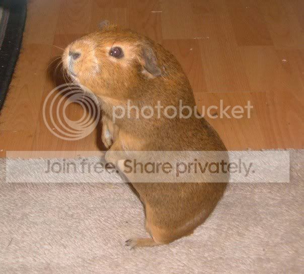 MeerDinky.jpg