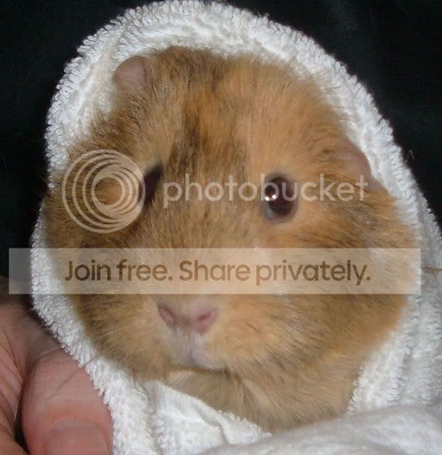PoppyTowel.jpg