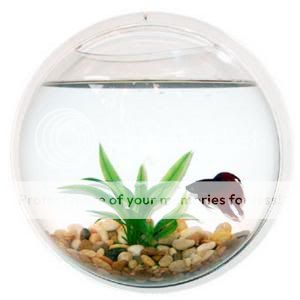 Wall Mount Fish Bowl Bubble Tank Aquarium Terrarium New