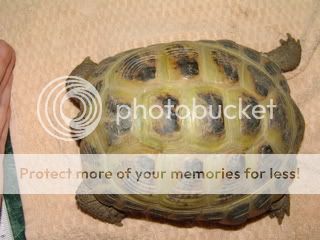 female russian tortoise for sale
